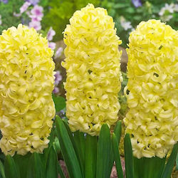 HYACINTH GIPSY PRINCESS PACK OF 2 BULBS