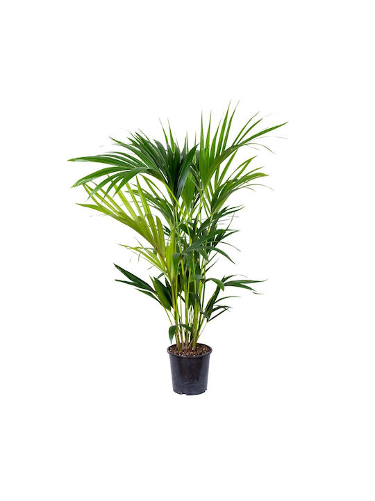 Howea Forsteriana (Kentia Palm)