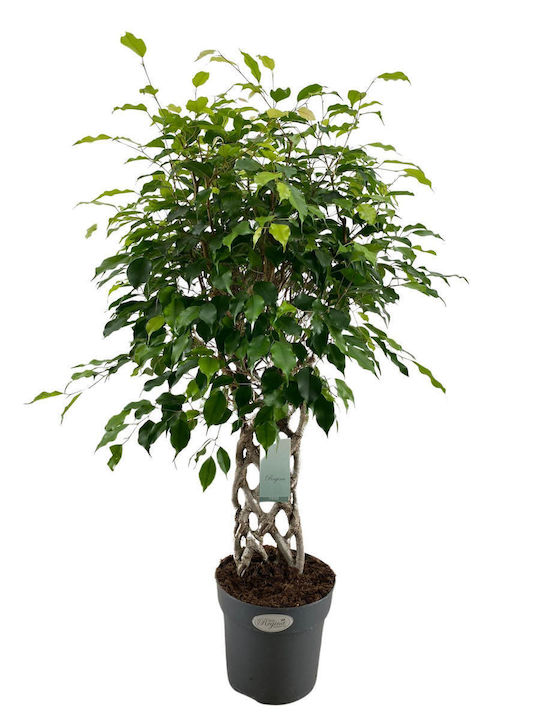 Ficus Benjamina Special Shape "Exotica"