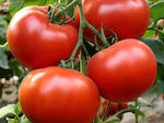 TOMATOES RENEWED Torry F1 Packung mit 1000 Samen