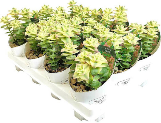 Crassula Crassula Pagode 'Variegata' Craspagvariegat 6,5 cm