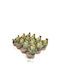 Green Leaf Cactus molinensis