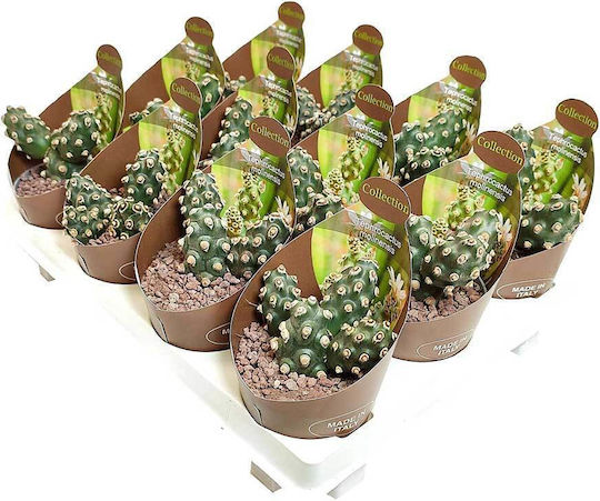 Tephrocactus Molinensis 6.5cm