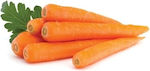 Evotris Nantes Seeds Carrot 20gr