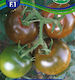 Olter Seeds Tomatoς