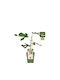Ficus 'little Miss Figgy' Bio 13cm