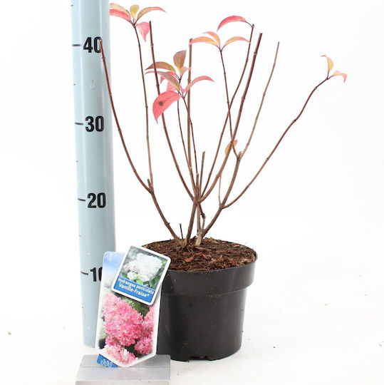 Hortensien Vanillefraise 2Es Höhe 40cm