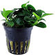 Tropica Live Aquarium Plant
