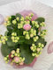 Kalanchoe Calandiva Twinkly