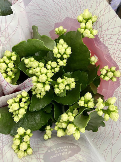 Kalanchoe Calandiva Twinkly