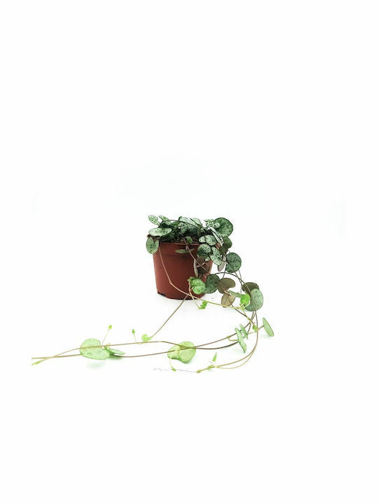 Plant String of Hearts Height 20buc
