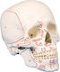 Erler Zimmer Manechin de antrenament Craniu/cap