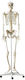 Heine Scientific Modell des menschlichen Skeletts