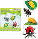 Safari Ltd Life Cycle of a Ladybug Εκπαιδευτικό Παιχνίδι Γνώσεων για 4+ Ετών