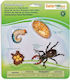 Safari Ltd Life Cycle of a Stag Beetle Образователна Игра Образователни за 4+ години Години