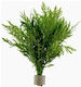 Tropica Hygrophila Difformis Bunched