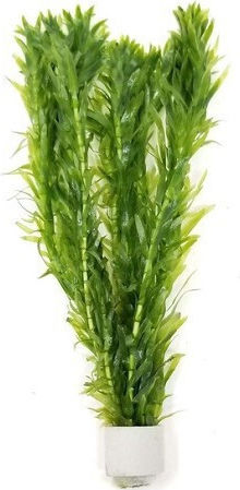 Tropica Egeria Densa Bunched