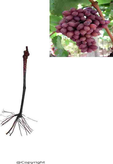 Agrosmart Αμπέλι Crimson
