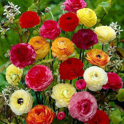 GIANT RANUNCULUS Mixed PACKET OF 10 BULBS