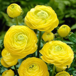 Giant Yellow Buttercup Packet of 10 Bulbs