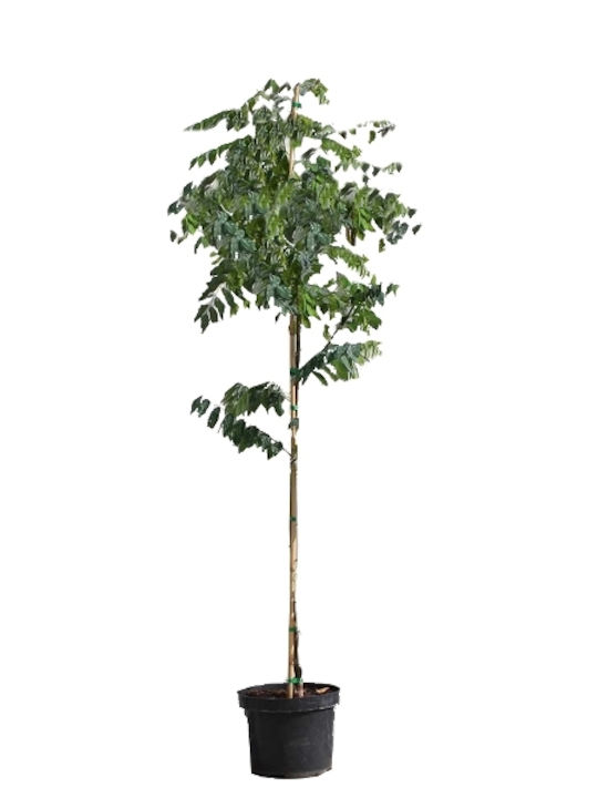 OEM Ακακία Ροβίνια Δέντρο (Robinia pseudoacacia) - 15 lt - 100/125