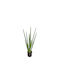 Yucca Растение В Саксия 70см Zaros