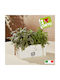 Verdemax Γλάστρα Ξύλινη Μπεζ 26x16x11εκ.