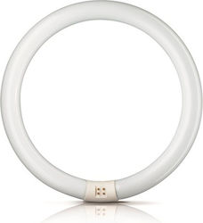 Delux Leuchtstofflampe für Fassung G10Q mit Form T9 40W