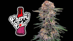 Fast Buds Cherry Cola - 1 seed
