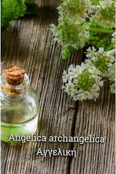Semințe Angelica Angelica archangelica Angelica archangelica în pachet de 5gr