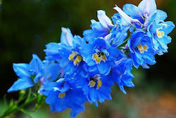 Seeds Delphinium 0.5gr Blue