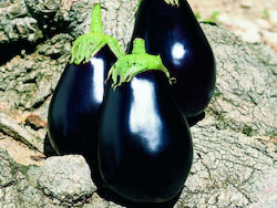 Agris Σπόροι Μελιτζάνας Galine Agris Σπόροι Μελιτζάνας Galine