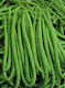 Geniki Fytotechniki Athinon Seeds Bean Jackson 1kg