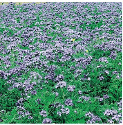 Geniki Fytotechniki Athinon Seeds Envelope Blue