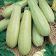 Geoponiki Samen Kürbisς Zucchini Astro