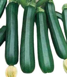 Geoponiki F1 Samen Kürbisς Zucchini 10Stück