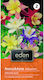 Eden Samen Akelei (Aquilegia) 0.5gr