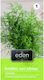 Eden Samen Dill 5gr