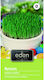 Eden Samen 5gr
