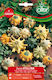 Olter Samen Kürbisς Zucchini Zierkohl