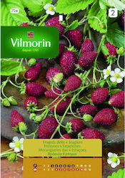 Vilmorin Samen Strawberryς 0.2gr