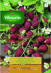 Vilmorin Samen Strawberryς 0.2gr