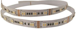 Eurolamp LED Strip Power Supply 24V RGBW Length 5m