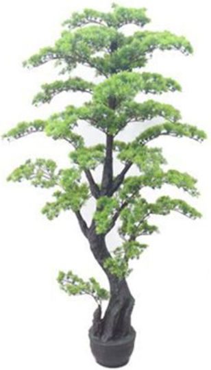 Bonsai in Topfpflanze 160cm