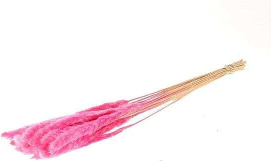 Dried Plant Pampas Grass Pink 75cm ED Collection