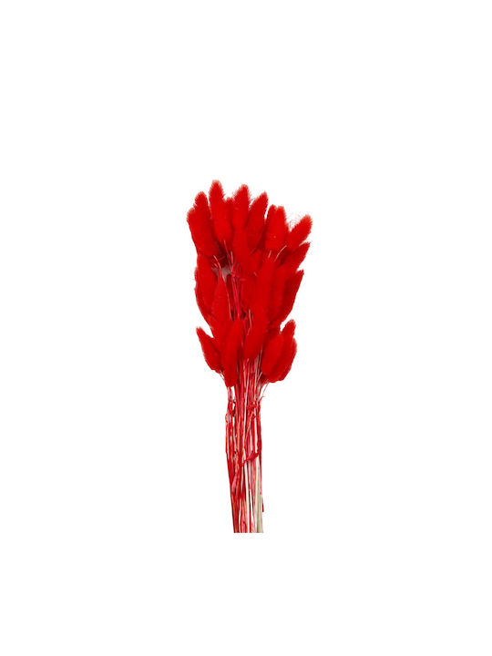 Dried Plant Red 1pcs