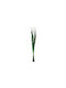 Dried Plant Green 100cm General Trade