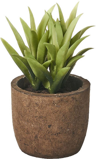 Unimasa Succulent Plant in a Small Pot