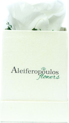 All Saints White Rose 10cm in Box Aleiferopoulos Flowers