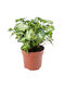 Syngonium Innenbereich Höhe 25cm Terrarium